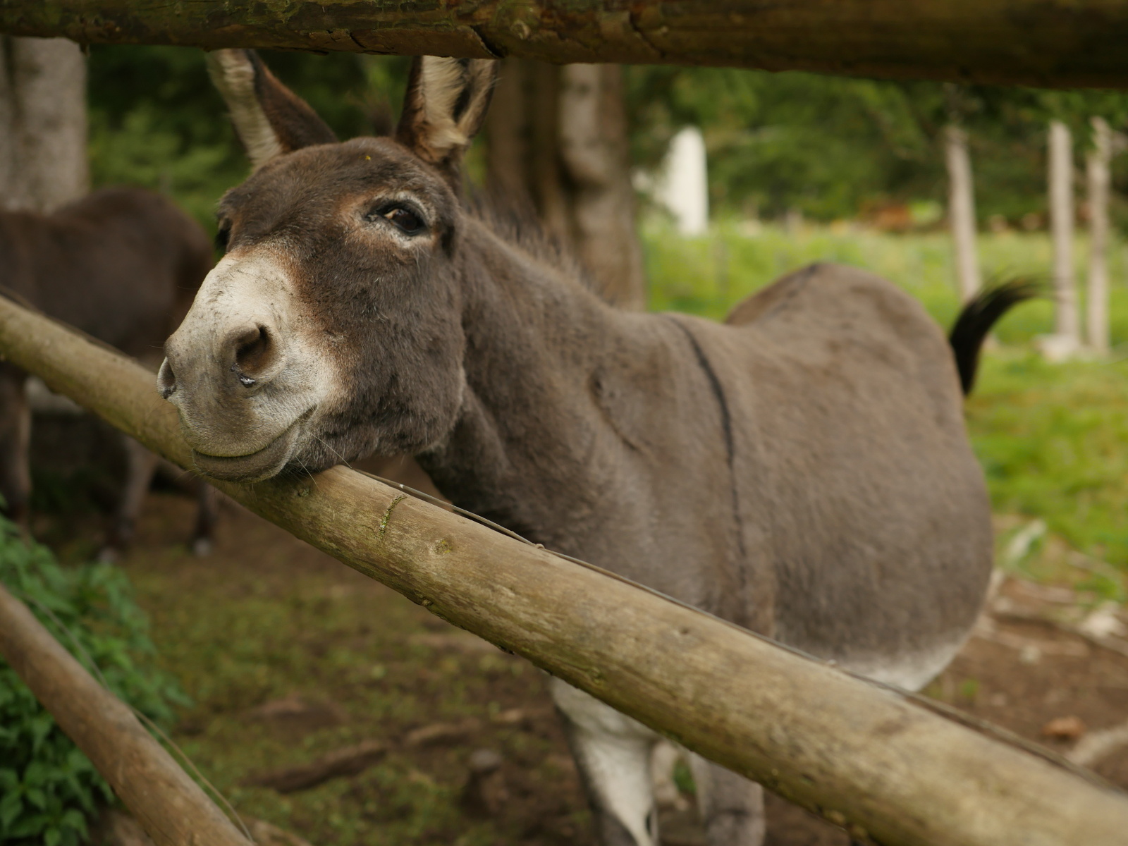 Druckerhütte - Esel zum Streicheln