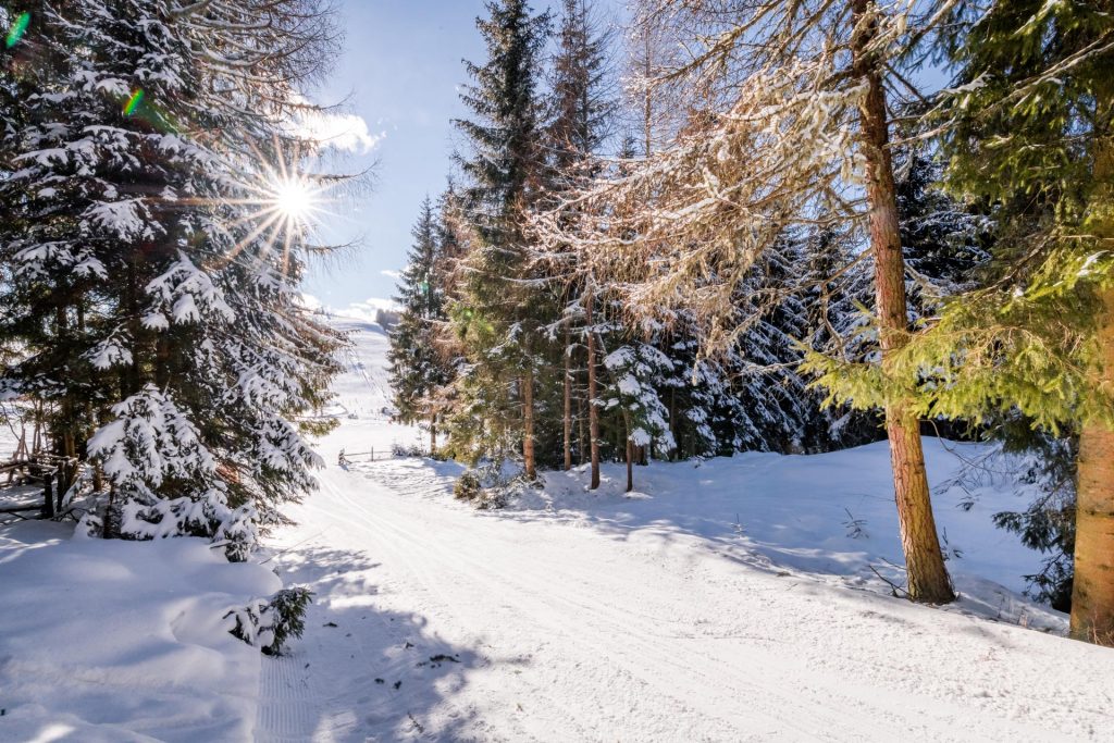 Winterwald auf der Simonhöhe