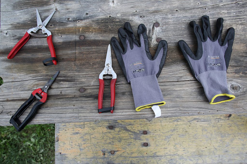 Vinum Virunum - Werkzeur zur Weinlese