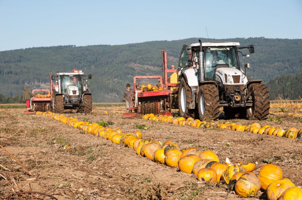 Knappengut – Familie Schebath - Kürbisernte