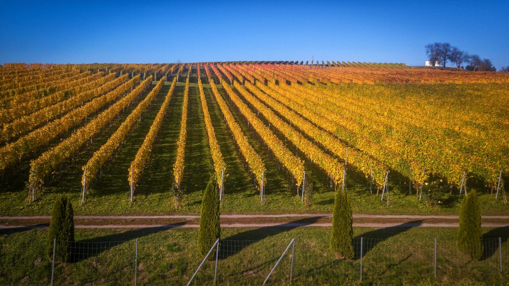 Vinum Virunum - Der Weinhang in der Sonne