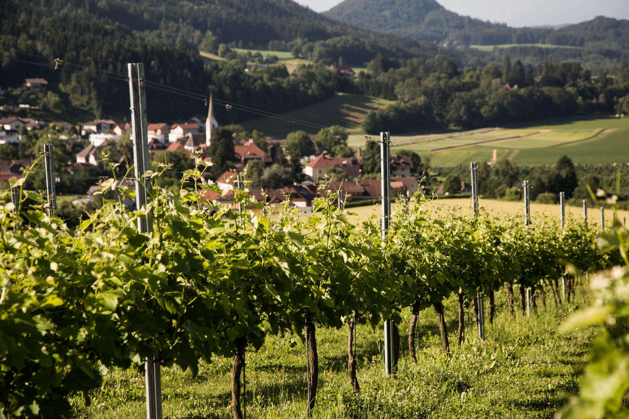 Vinum Virunum - Weinhang