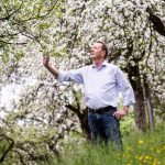 Pfau Brennerei - Obstbaum