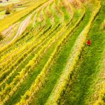 Weingut Karnburg - Weinebenen