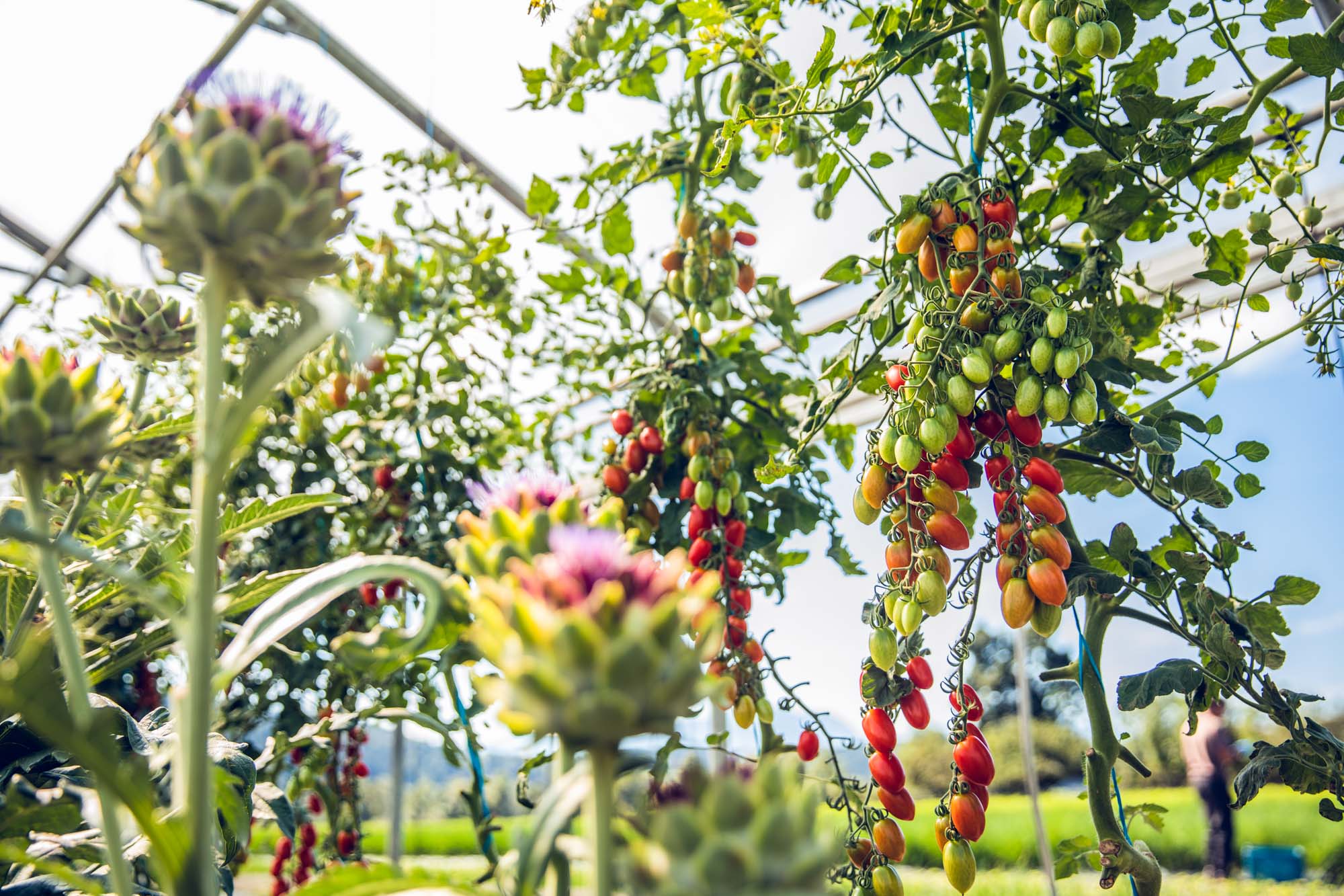 Kärnten Taufrisch - Zitronen