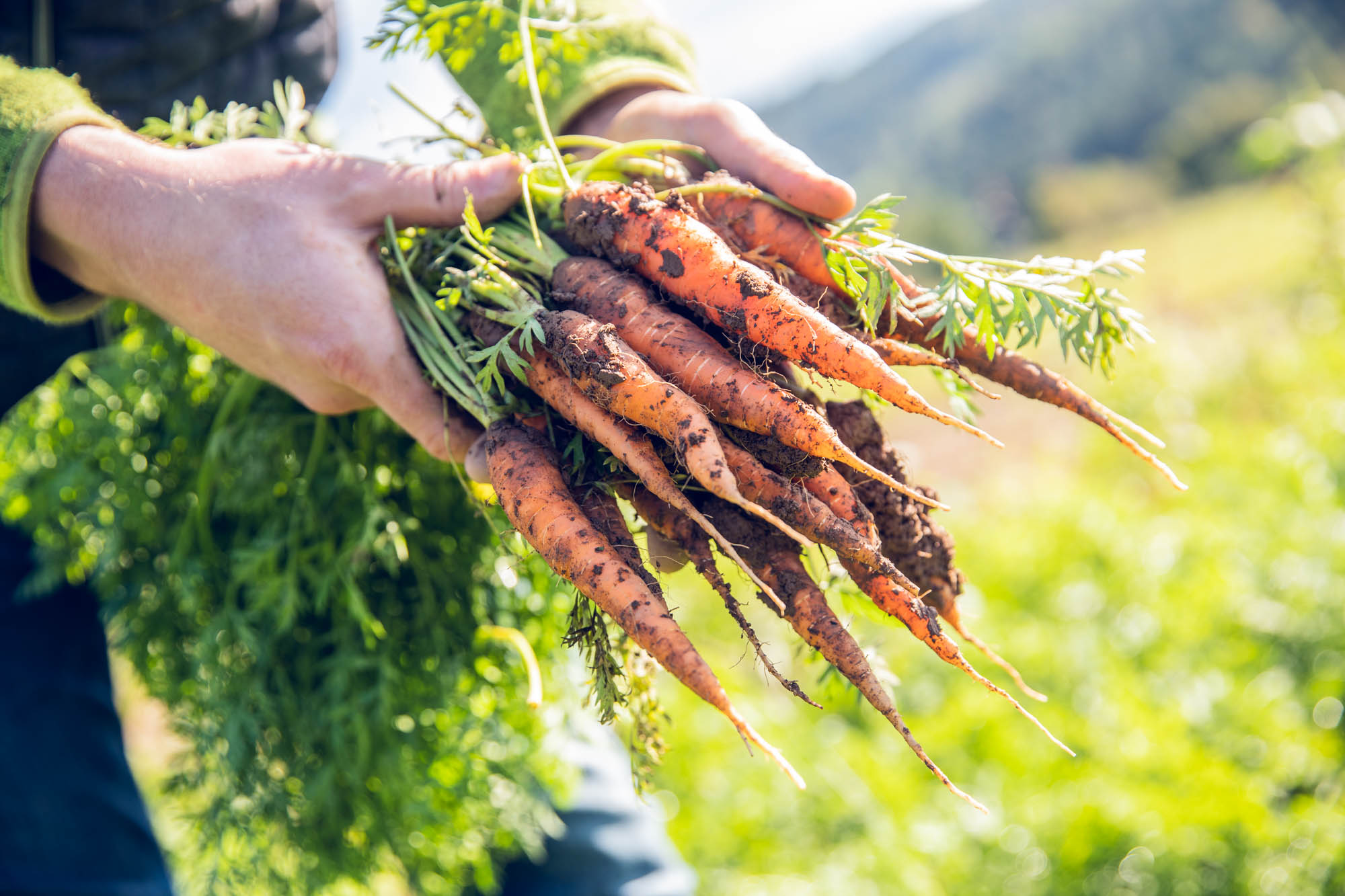 Kärnten Taufrisch - Karotten