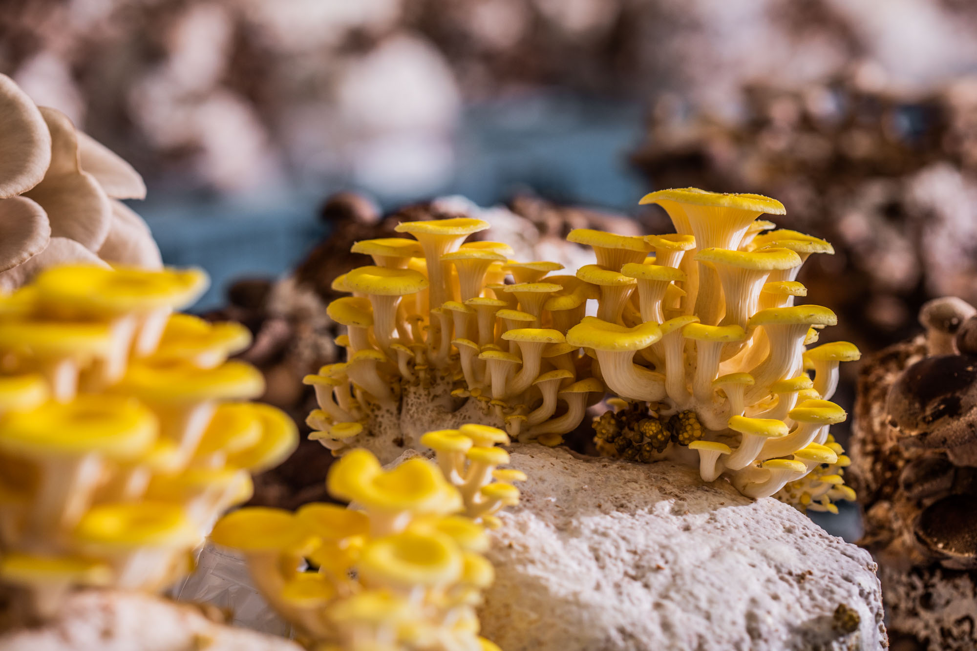 Kärnten Taufrisch - Schwammerl