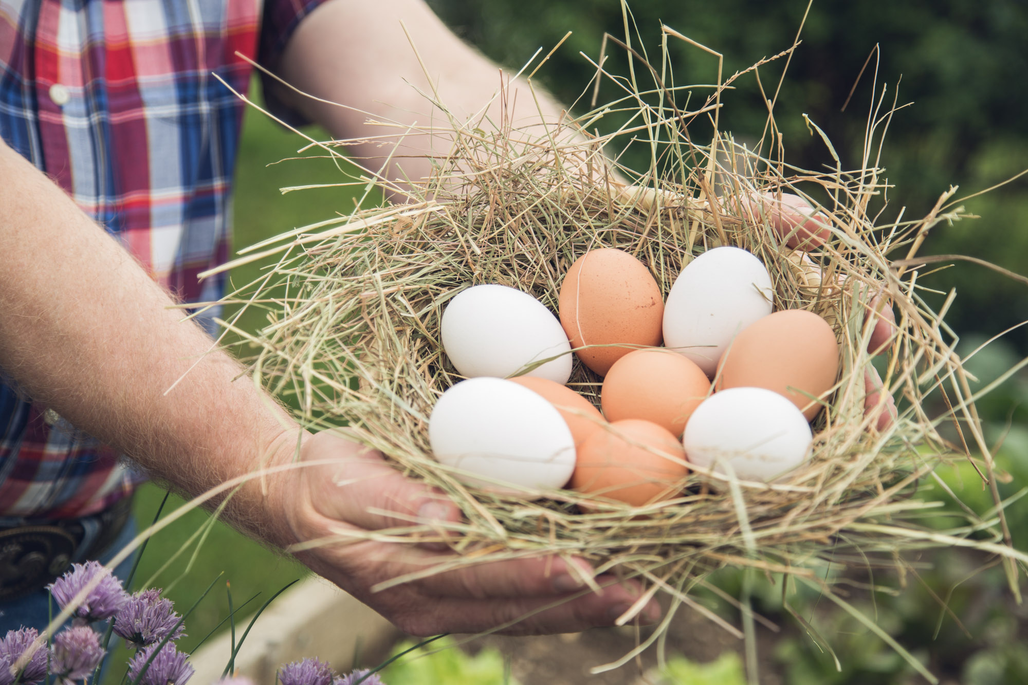 Frische Eier vom Eierhof Anderle
