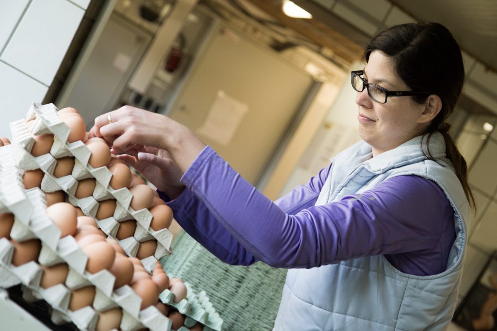 Eierhof Anderle - Sortierung der Eier