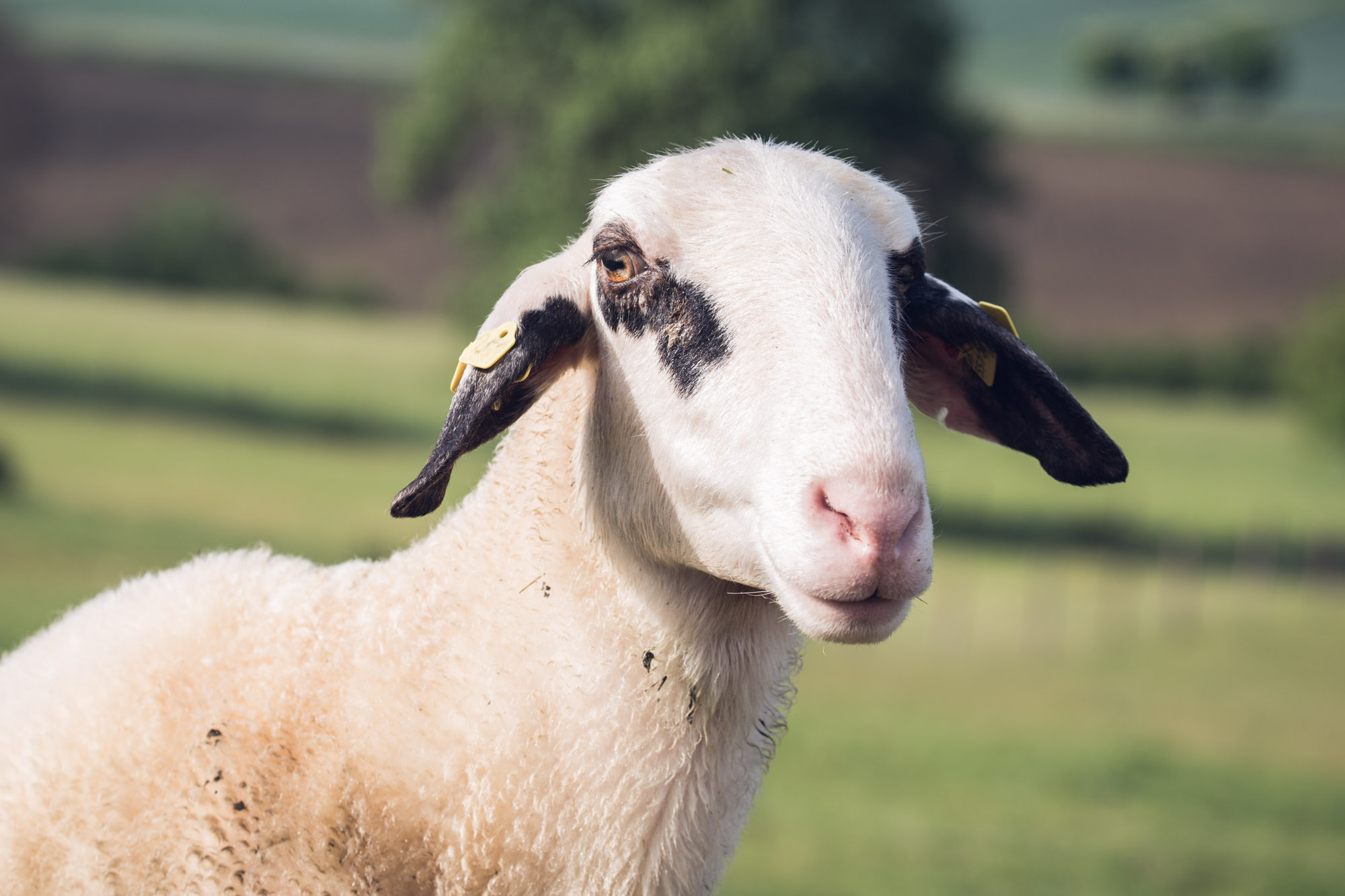 Eierhof Anderle - Tiere