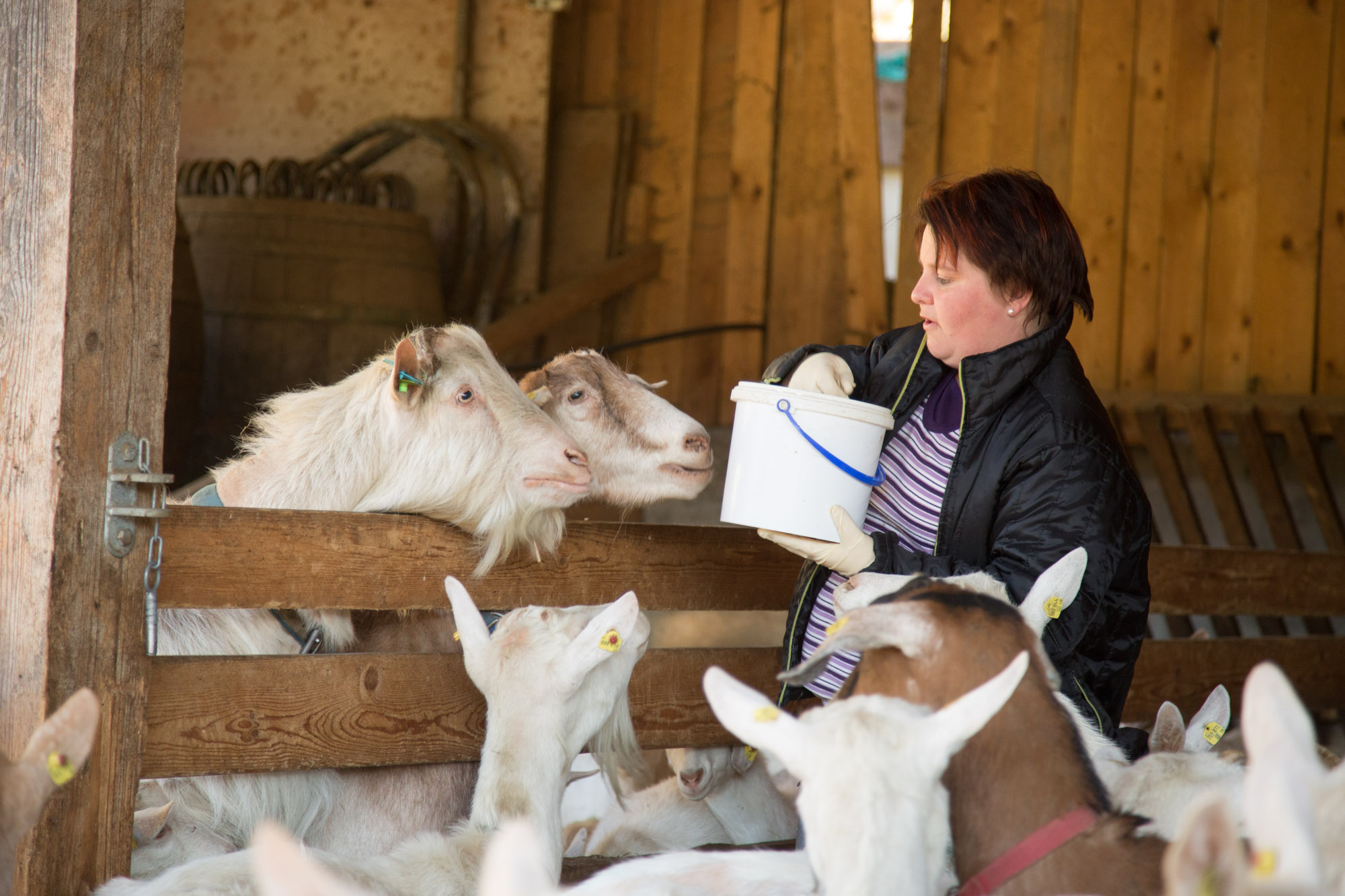 Krappfelder Eis - Fütterung der Tiere