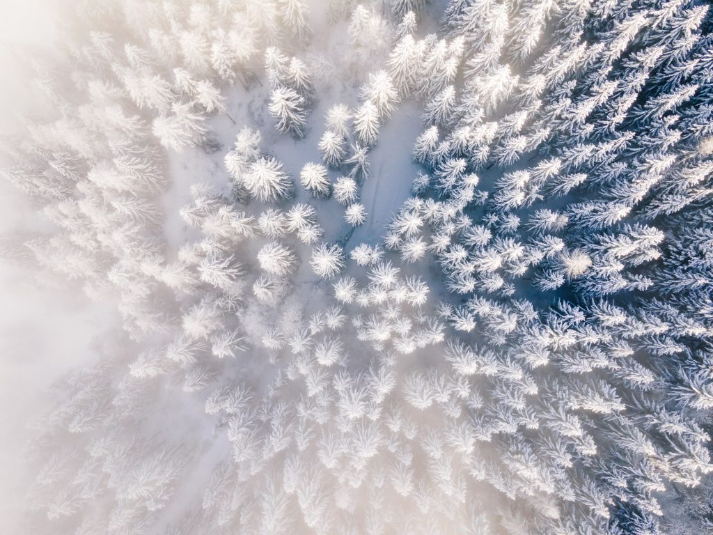 Wolschartwald von oben