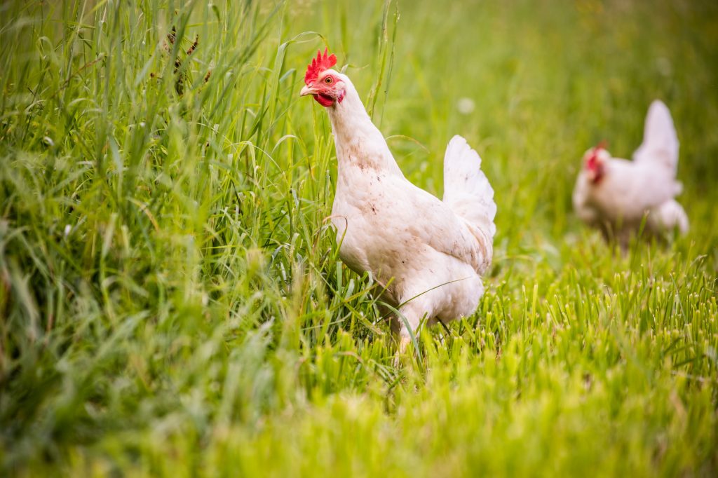 Hühner am Rabingerhof - Familie Ratheiser