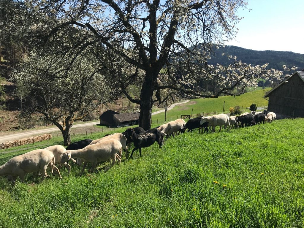 freilaufende Tiere am Steinerhof