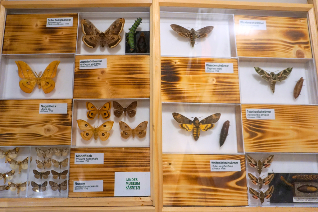 Schmetterlingssammlung