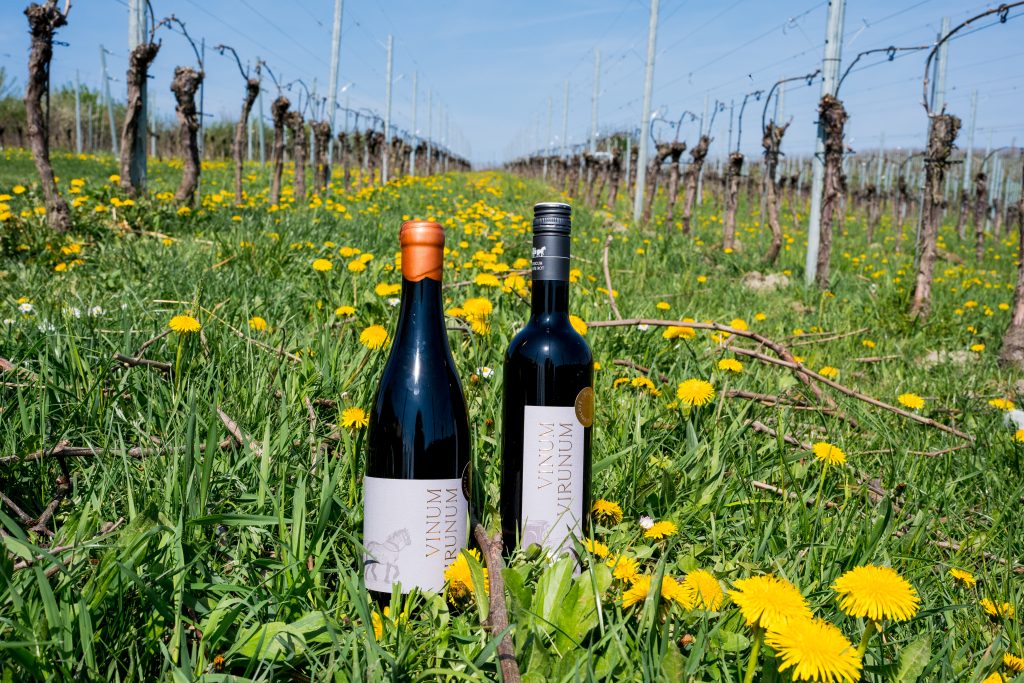 Vinum Virunum - Wein im Feld